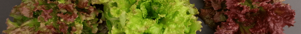A slice through an image of three lettuce heads showing the effect of red, blue and white light on lettuce morphology
